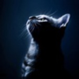 向往猫样生活