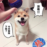 柴犬傻强