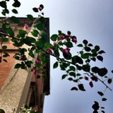 celia