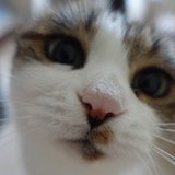 ele