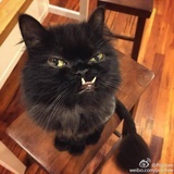脾气大得很