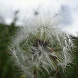 泡芙花开