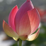 萝卜青菜