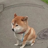 开心酱