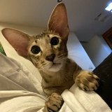 玉树临风小姐姐