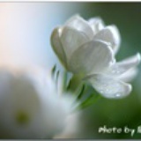lily