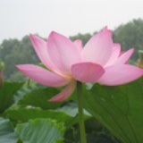 小辣椒