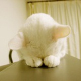 月似