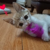 托着下巴笑