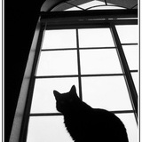 爱散步的迷路猫