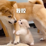破喉咙Z10