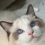 茶烨