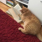 扁豆不是扁扁猫