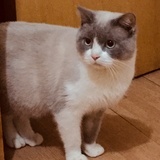 里ｙａｎｇ
