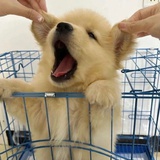 林西西
