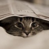 任性流浪猫