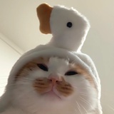 拦路雨偏似雪花