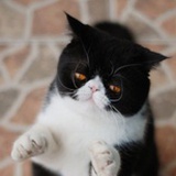 Miao