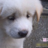 小鱼oOhelen