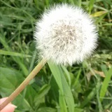 sisu