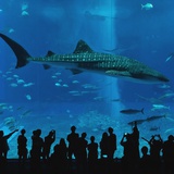 浮生四季