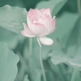 芦茜lucy
