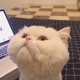 久赖﹌
