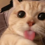 阿猫阿狗