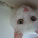 beabea