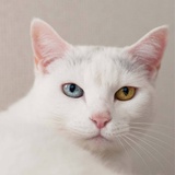 披着狼皮的猫