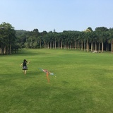 冰糖葫芦五加