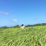 宫凌