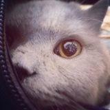 calli
