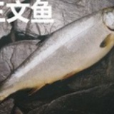三文鱼