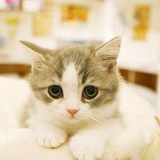 慵懒的猫