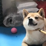 我向八尺捐汽油