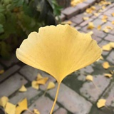 小黑黑。