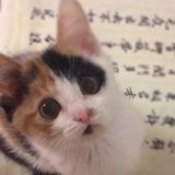 芋头糕