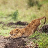 Douder lion