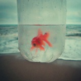 novemberrose