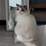 握妆华