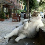 懒猫一只