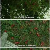 丸尾