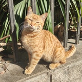要来点猫猫吗