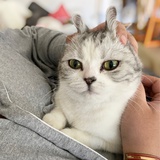 萌宝的猫