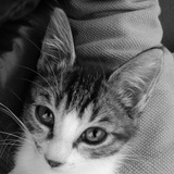 我的猫死了