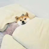 箬黎笙