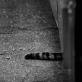 Kater