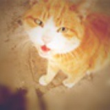 大黄猫
