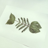 林边